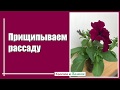 Какую рассаду цветов когда и как прищипывать?