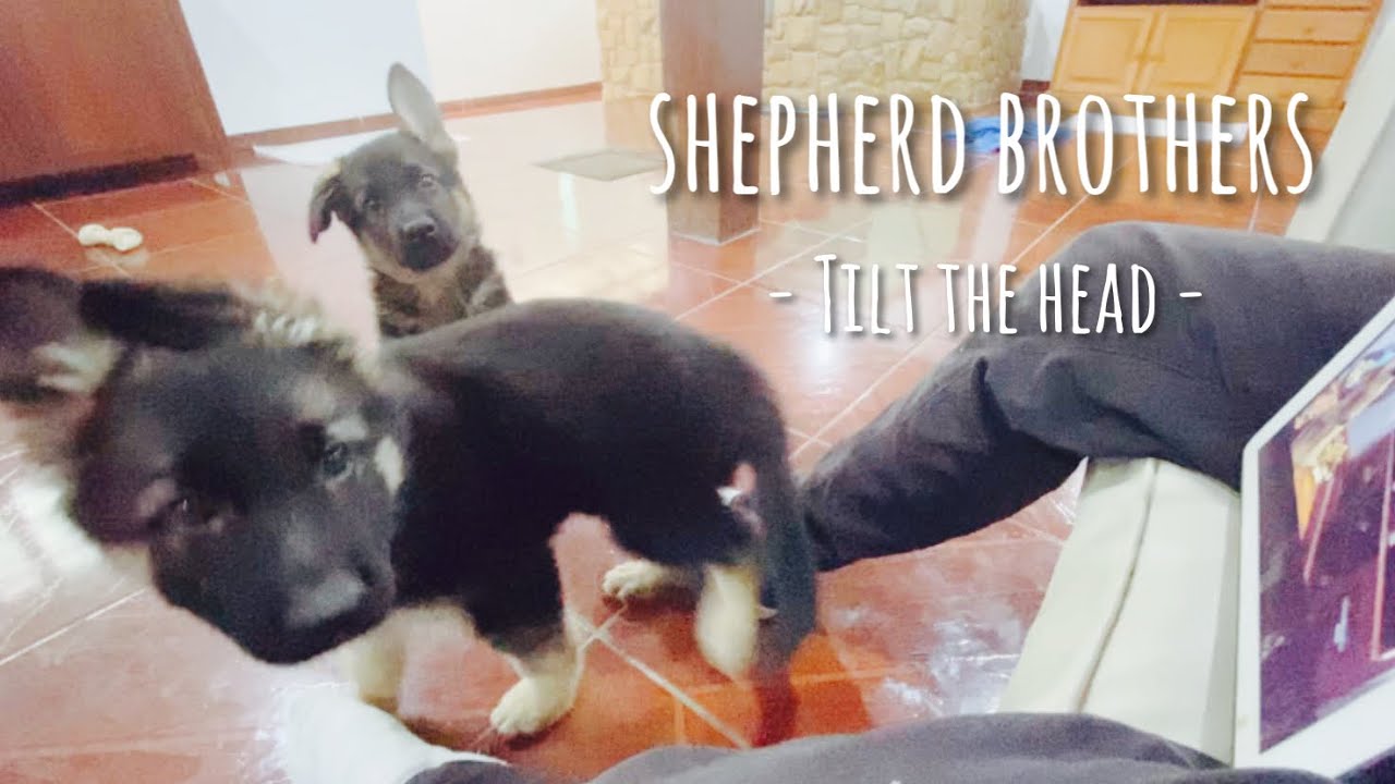ジャーマンシェパード兄弟 首をかしげる子犬の可愛い姿集 生後2ヶ月 8ヶ月 The German Shepherd Brothers Tilt The Head Youtube