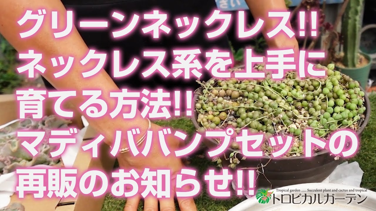 【多肉植物】グリーンネックレス!!ネックレス系を上手に育てる方法!!マディババンプセットの再販のお知らせ!!【succulent】トロピカルガーデン