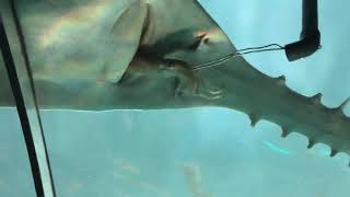 Ripley's Aquarium Toronto Sawfish Feeding