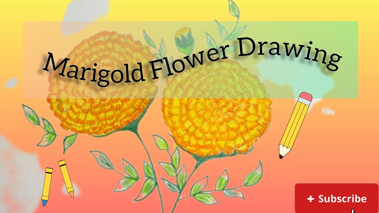 Easy idea to draw a Marigold Flower🏵 for beginners. 