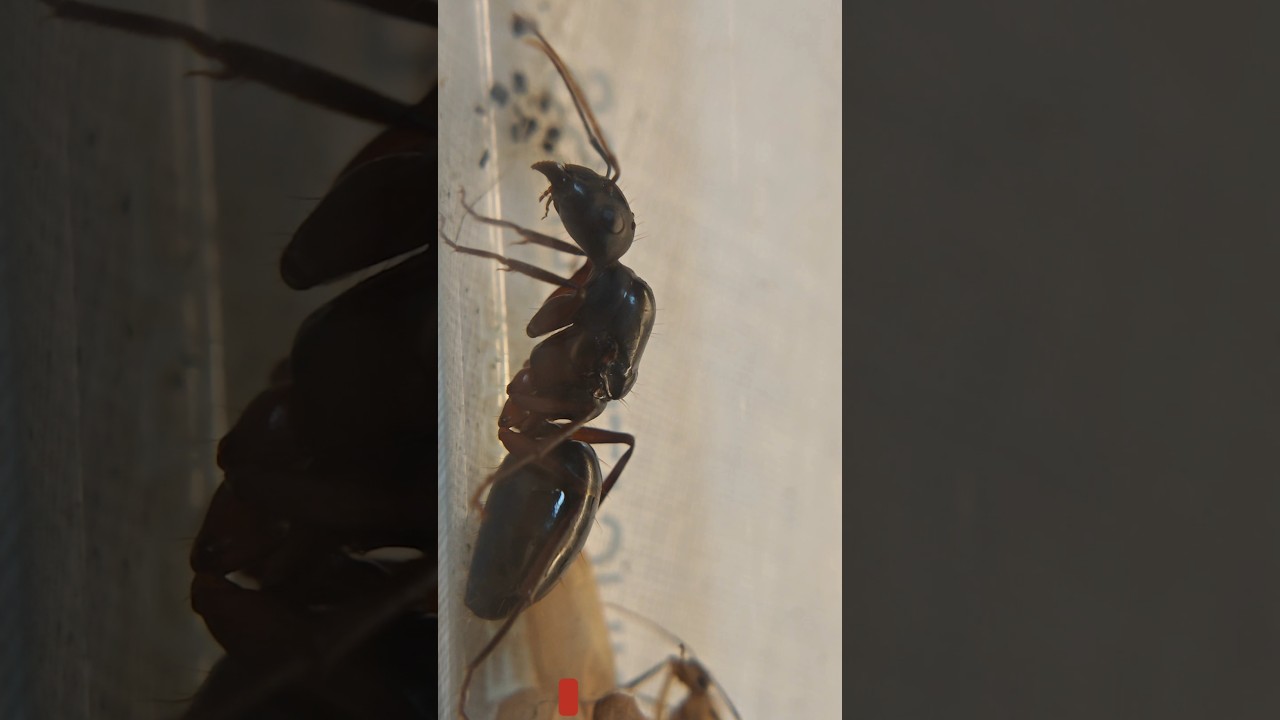 Queen Ant Kaise Pehchane 🐜 | Queen Ant vs Worker Ant | Ant Keeping Guide Hinglish 