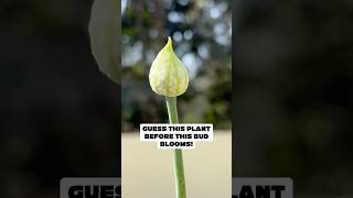 5 seconds — guess this plant from this bud👀⬇️ #shorts #guess