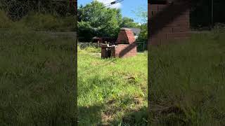 A little quicky😜! #viral #viralvideo #fyp #video #grass #lawn #youtubeshorts