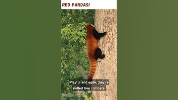 The Unbelievable Life of Red Pandas: Discover Their Fascinating Secrets! #animals #redpandas