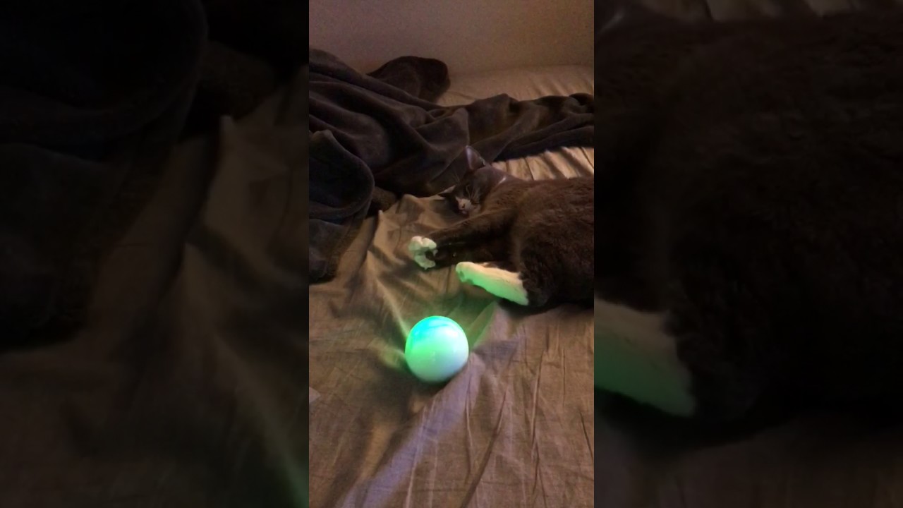 sphero for cats