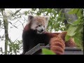 Red Panda Weekend at Paradise Wildlife Park 16/17 August 2014