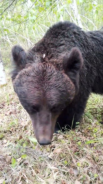 Заяц запутал следы медведям. #bear - YouTube