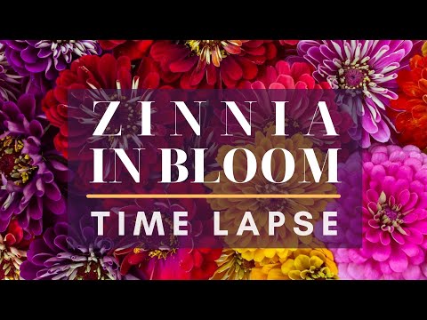Vídeo: Zinnia Graceful (29 Fotos): Descripció, Varietats De Zinnia Graceful Dahlia, Nana I Altres