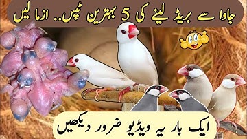 Java Sparrow Breeding Tips | How To Get Maximum Breed From Java Sparrow | Java Finch