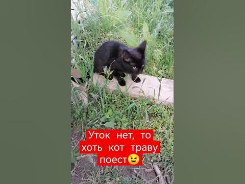 прогулка #котики #мяу #котик #мяукание #домиквдеревне #афоня - YouTube