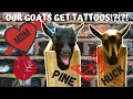 GOATS GET INKED! BABY NIGERIAN DWARF GOATS get TATTOOS for ADGA REGISTRATION! WHO was BRAVEST?!?!