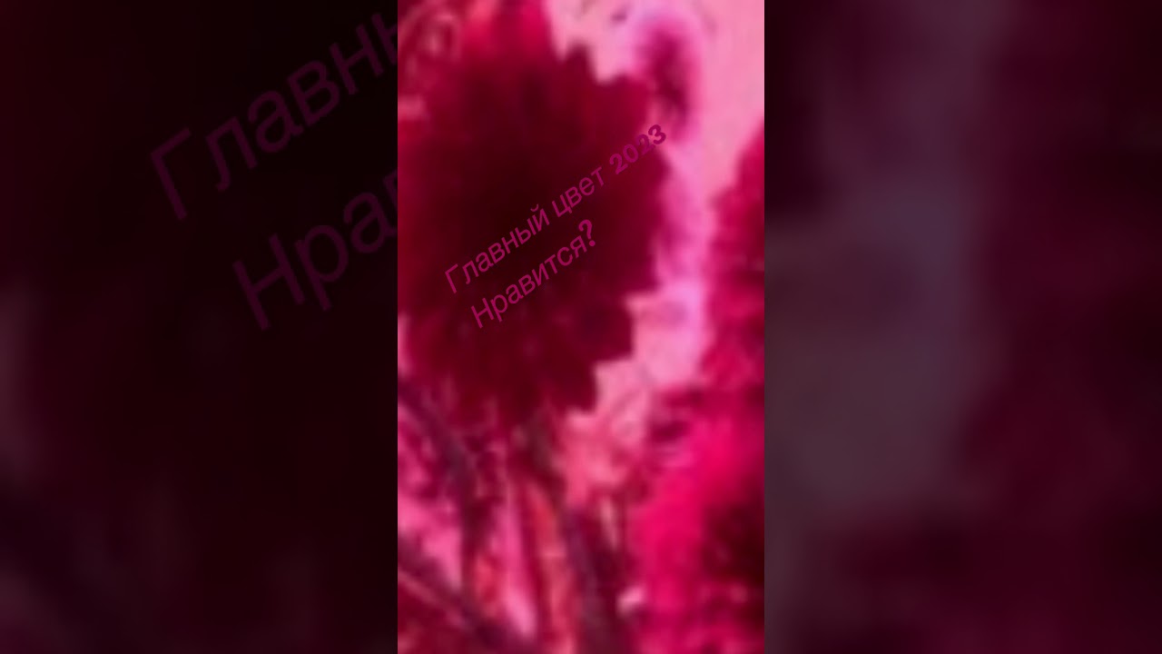 Институт цвета Pantone назвал главный цвет 2023 года