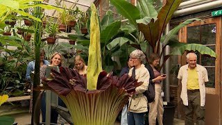 Download Lagu Penisplant stijf overeind in Leidse Hortus: 'Ruikt naar rottend vlees' MP3 Download Lagu Penisplant stijf overeind in Leidse Hortus: 'Ruikt naar rottend vlees' MP3