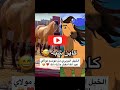 الحصان سبيريت فموسم مولاي عبد الله ماشاء الله تبارك الله حصان سبيريت 