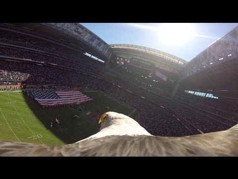 Bald eagle lands on American flag display during 9/11 tribute