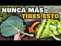 NUNCA TIRES los Tallos de la COL o Acelgas SON VALIOSOS | 3 Usos INDISPENSABLES para TUS PLANTAS