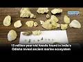 15 million-year-old fossils found in India’s Odisha reveal ancient marine ecosystem