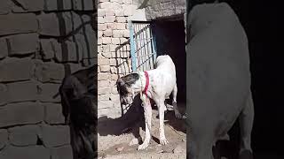 #bullykutta #dogvideos #guarddog #bullykuttadog #dogshorts #pakistandogs