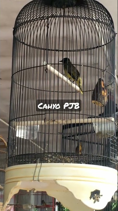 cucak kuricang mewah cahyo PJB