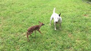 bull terrier target dog finds newborn fawn in our backyard so cute