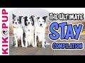 Teach your dog to STAY - The ULTIMATE STAY compilation