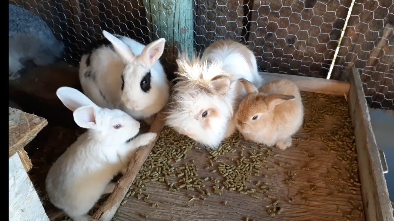 Rabbit Colony Vlog 4 YouTube