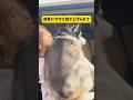自分の事を小型犬だと思い込むハスキーが面白すぎました #シベリアンハスキー #shortvideo #shorts #おもしろい #柴犬