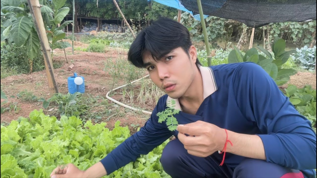 มาเข้าสวนผักรอบเย็นค่ำ ผักเริ่มโตแล้วครับทุกคน | ภูสไตล์ Phu Style