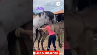 Horse Sperms Collecting | #horse #pet #viral #wild #wildlife #animal #animallover #meeting #sexy