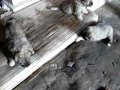 щенки 1_1 мес толпа.MOV