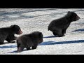 可愛い子熊に会いに（奥飛騨クマ牧場）