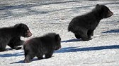 ヒョコヒョコ歩きの子グマ もっふもふ かわいい赤ちゃんの名前を募集 のぼりべつクマ牧場 北海道 Youtube