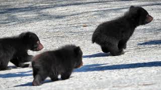 To meet a cute little bear (Okuhida Bear Park)