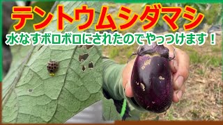落ちてる茄子 ナス・みず茄| 種・苗・ガーデニング用品の【タキイネット通販】