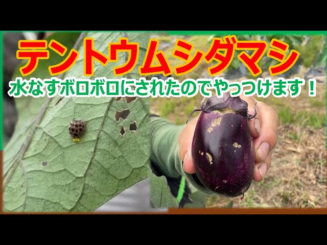 落ちてる茄子 なす栽培】テントウムシダマシ ボロボロにされたので報復します