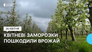 Західні райони Вінниччини постраждали від квітневих заморозків: як це вплине на врожай фруктів