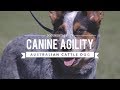 AUSTRALIAN CATTLE DOG: CANINE AGILITY の動画、YouTube動画。