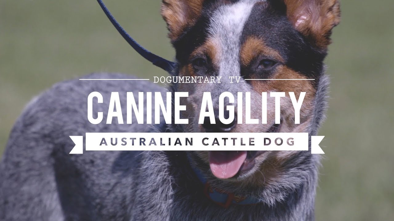 cattle dog agility