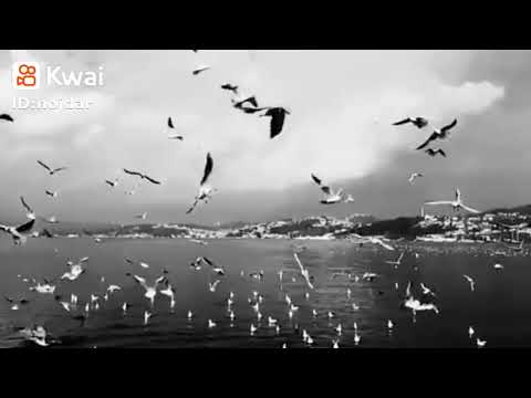 باور دكم كلك جتا هزدكم أجمل أغنية كردية حزينة حالات واتس اب كردي