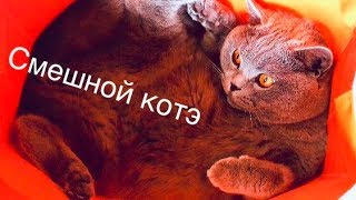 Британский кот и ПРИКОЛ с пакетами/ British cat Британский кот и ПРИКОЛ с пакетами/ British cat