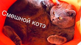 Британский кот и ПРИКОЛ с пакетами/ British cat