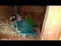 Kandang Koloni Burung Lovebird