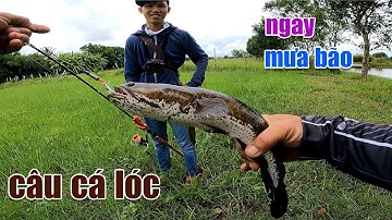 Câu Lure Cá Lóc ● Câu Cá Lóc Ngày Mưa Bão / Nhái Hơi Câu Cá Lóc Siêu Nhạy | Tâm Râu Vlog #159
