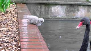 Black Swan Cygnets jump into the lake
