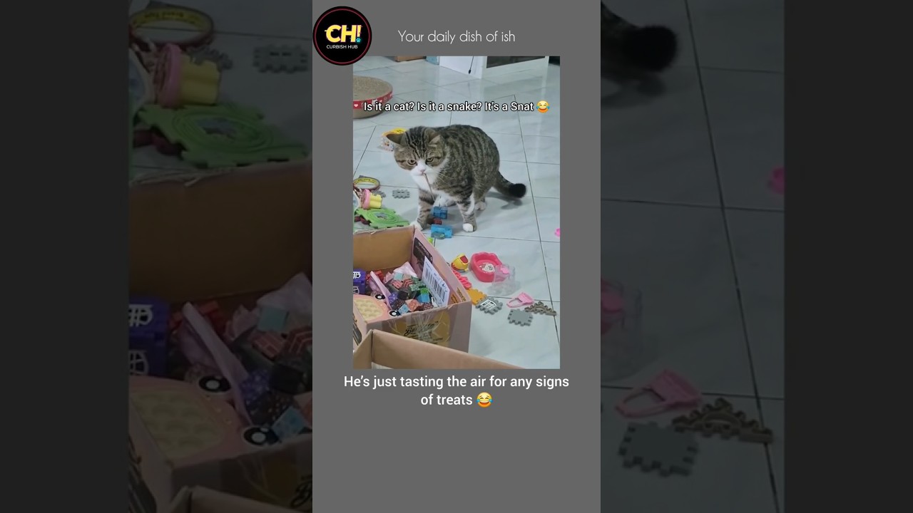 Snek mode: Activated 🐍🐈😂 