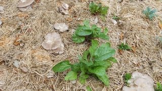 Growing Mushrooms in Outdoor Garden Beds Using Mushroom Garden Kit