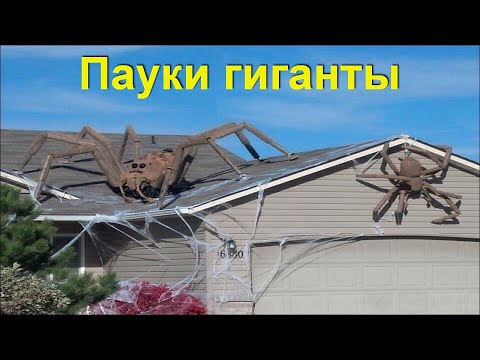 Самые большие пауки, которых удалось снять на видео!