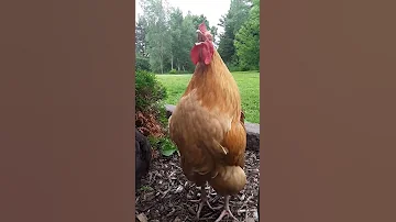 Golden Buff Orpington Crowing Shorts 