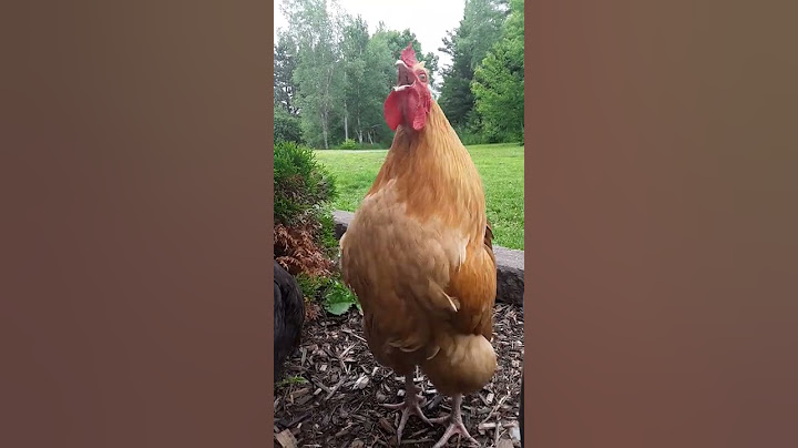 Golden Buff Orpington Crowing #shorts